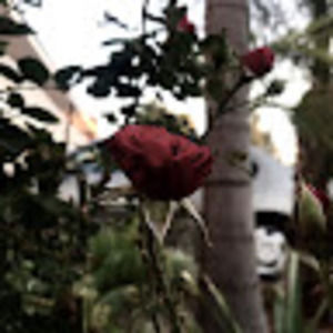 Meet your Posher, Edrianna jo